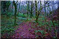 Footpath through broad leaved woodland