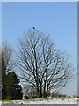 Winter tree, Colton Hills, Wolverhampton