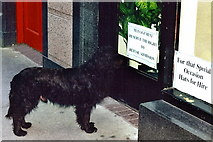 Q8314 : Tralee - Town dog reading sign on door of hat store by Joseph Mischyshyn