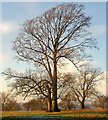 Tree north of Staverton Hall