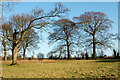 Trees north of Staverton Hall