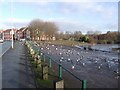 Pigeons and geese feeding by Ladymoor Pool