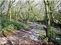 SO9095 : Footpath through woodland, Colton Hills, Wolverhampton by Roger  Kidd