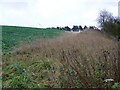 Field headland near Axford