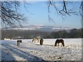 Horses in the Snow at Cottingley (1)