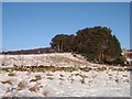 Copse in Winter