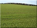 Winter sown crops near Puddletown