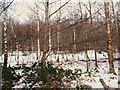 J1396 : Snowy woodland near Kells by Dean Molyneaux