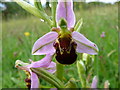 Bee Orchid