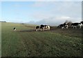 Cows on Telscombe Tye