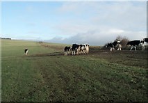 TQ3902 : Cows on Telscombe Tye by Paul Gillett