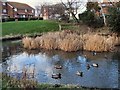 Lake Park Pond