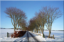 NH6454 : Road to Balnakyle Farm by Julian Paren