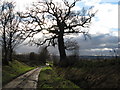 Large Oak alongside Dean Lane