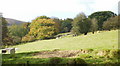 Grazing sheep, Upper Cwmbran