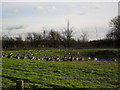 Geese by the lake