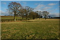 Trees near Goom