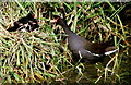 Moorhen family feeding on bank of the River Witham