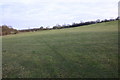 Field near Loxley