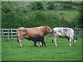 SD7943 : A cattle family by Bill Boaden