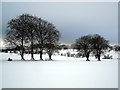 Trees in Snow Covered Fields