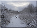 The Old Waverley Railway Line