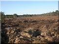 Slop Bog, heathland