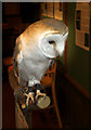 TQ3643 : Milo, the Barn Owl that greets visitors to the Reception Area by Cameraman