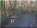 Mainc yng Nghoed y Dingle / Bench in Dingle Woods