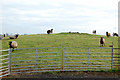 Sheep and hurdles, Braunston