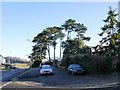 Conifers on the corner of Yewberry Lane, Malpas, Newport