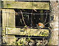 Robin with its eye on the ball - Llantwit Major