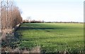 Hedgerow and field alongside brook