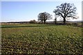 Fields North of Wellesbourne