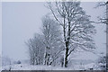 Trees on Guttrie Hill