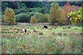 SH6818 : Ponies grazing on Ffridd-llerma Gower by John Haynes