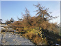 SE0946 : Larch trees on edge of Ilkley Moor by Phil Champion