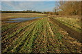 Arable land beside Badsey Brook