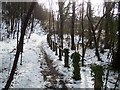 Footpath through Frith Wood