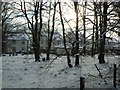 Houses in the trees