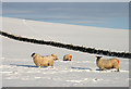 Sheep on Gala Hill