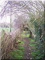 Footpath to Pickelden Lane