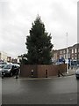 Christmas tree in the square