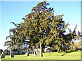 Yew Tree, St Mary