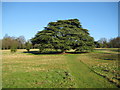 Watford: Cedar tree at The Grove