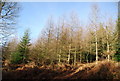 Conifers in Slowley Wood