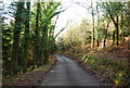 Stouts Way Lane descends through Slowley Wood