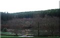 New plantings on the edge of Birchen Wood