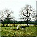 Donkeys in field