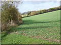 Root crops, Whittonditch